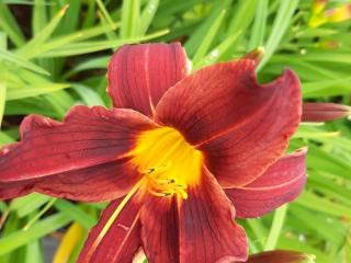 Hemerocallis hybride 'Black Prince'