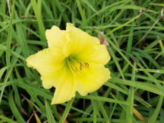 Hemerocallis hybride 'Big Time Happy'