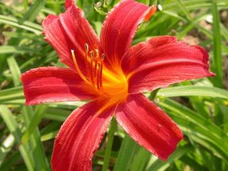 Hemerocallis hybride 'Crimson Pirate'