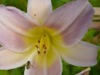 Hemerocallis hybride 'C. Woodbury'