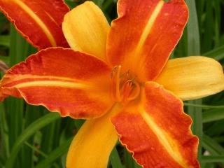 Hemerocallis hybride 'Frans Hals'