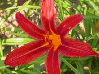 Hemerocallis hybride 'Flaming Sword'