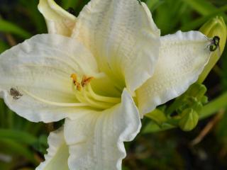 Hemerocallis hybride 'Gentle Sheperd'