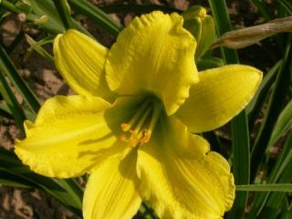 Hemerocallis hybride 'Green Flutter'