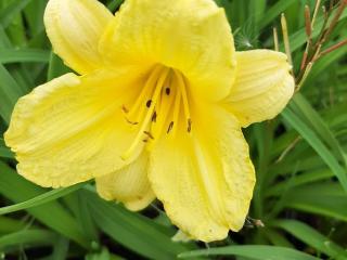 Hemerocallis hybride 'Happy Returns'