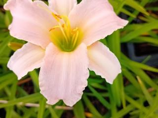 Hemerocallis hybride 'Luxury Lace'