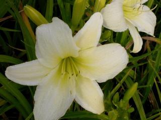 Hemerocallis hybride 'Light The Way'