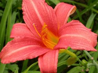 Hemerocallis hybride 'Pink Damask'