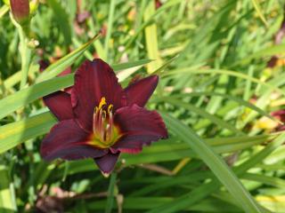 Hemerocallis hybride 'Pardon Me'