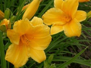 Hemerocallis hybride 'Stella de Oro'