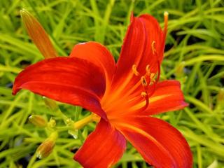 Hemerocallis hybride 'Sammy Russell'