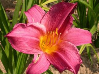 Hemerocallis hybride 'Summerwine'