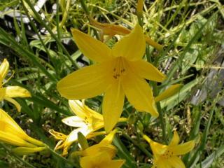 Hemerocallis lilioasphodelus