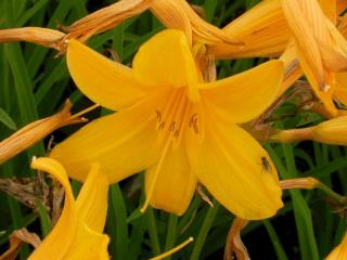 Hemerocallis middendorfii