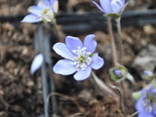 Hepatica nobilis