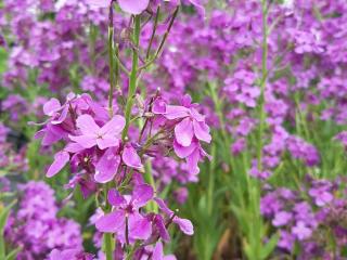 Hesperis matronalis