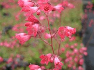 Heuchera brizoides 'Pluie de Feu'