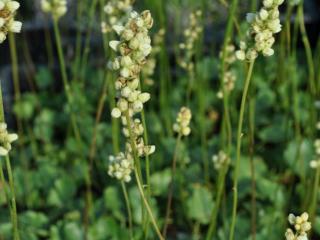 Heuchera brizoides 'Schneewittchen'