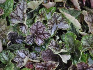 Heuchera hybride 'Beauty Color'