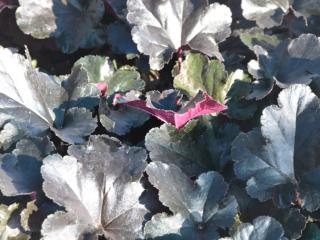 Heuchera hybride 'Black Pearl'