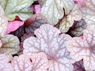 Heuchera hybride 'Berry Smoothie' (PBR)