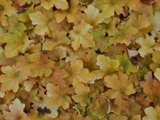 Heuchera hybride 'Caramel' (PBR)