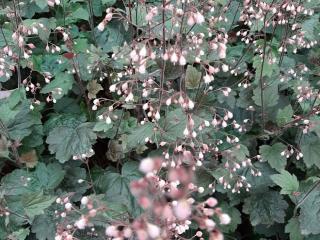 Heuchera hybride 'Can Can'