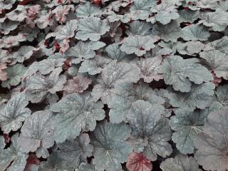 Heuchera hybride 'Cajun Fire' ®