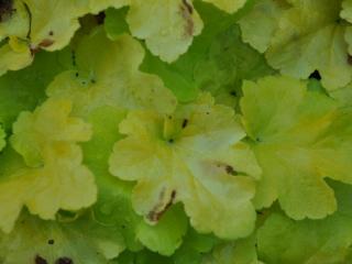 Heuchera hybride 'Citronelle' ®