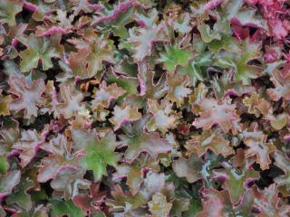 Heuchera hybride 'Chocolate Ruffles' (PBR)