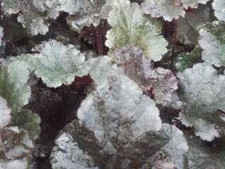 Heuchera hybride 'Dark Secret' (PBR)