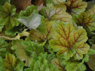 Heuchera hybride 'Electra' (PBR)