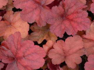 Heuchera hybride 'Fire Alarm' (PBR)