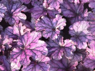 Heuchera hybride 'Forever Purple' (PBR)