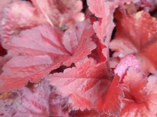 Heuchera hybride 'Forever Red' (PBR)