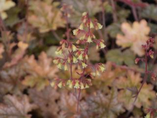 Heuchera hybride 'Ginger Ale' (PBR)