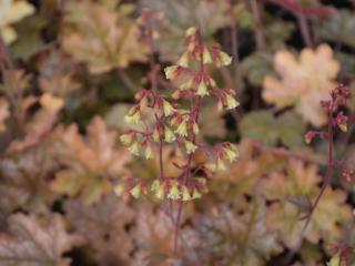 Heuchera hybride 'Ginger Ale' (PBR)