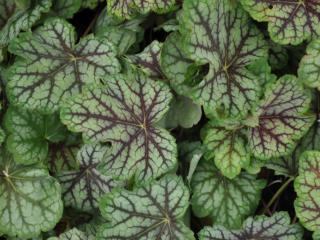 Heuchera hybride 'Green Spice' ®