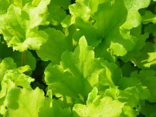Heuchera hybride 'Lime Marmelade' (PBR)