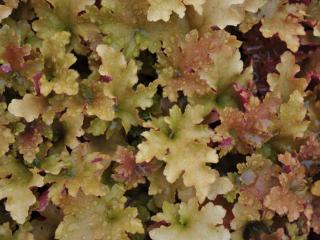 Heuchera hybride 'Marmelade' (PBR)