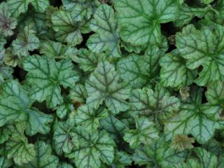 Heuchera hybride 'Mint Frost' (PBR)