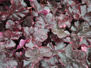 Heuchera hybride 'Midnight Rose' (PBR)