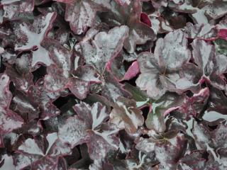 Heuchera hybride 'Obsidian' (PBR)