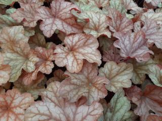 Heuchera hybride 'Paprika' ®