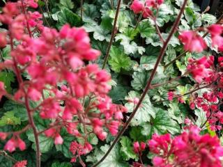 Heuchera hybride 'Paris' ®