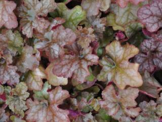 Heuchera hybride 'Pinot Gris' (PBR)