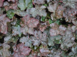 Heuchera hybride 'Rachel'