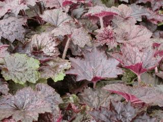 Heuchera micrantha 'Palace Purple'