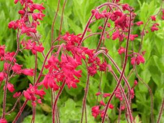 Heuchera sanguinea 'Leuchtkäfer'