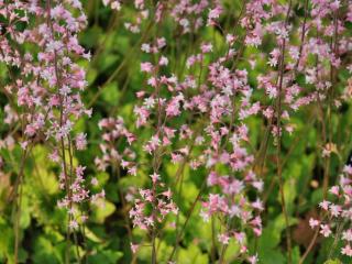 Heucherella alba 'Bridget Bloom'